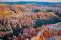 A dense cathedral of orange hoodoos filling the Bryce Canyon amphitheater at first light, forested rim beyond
