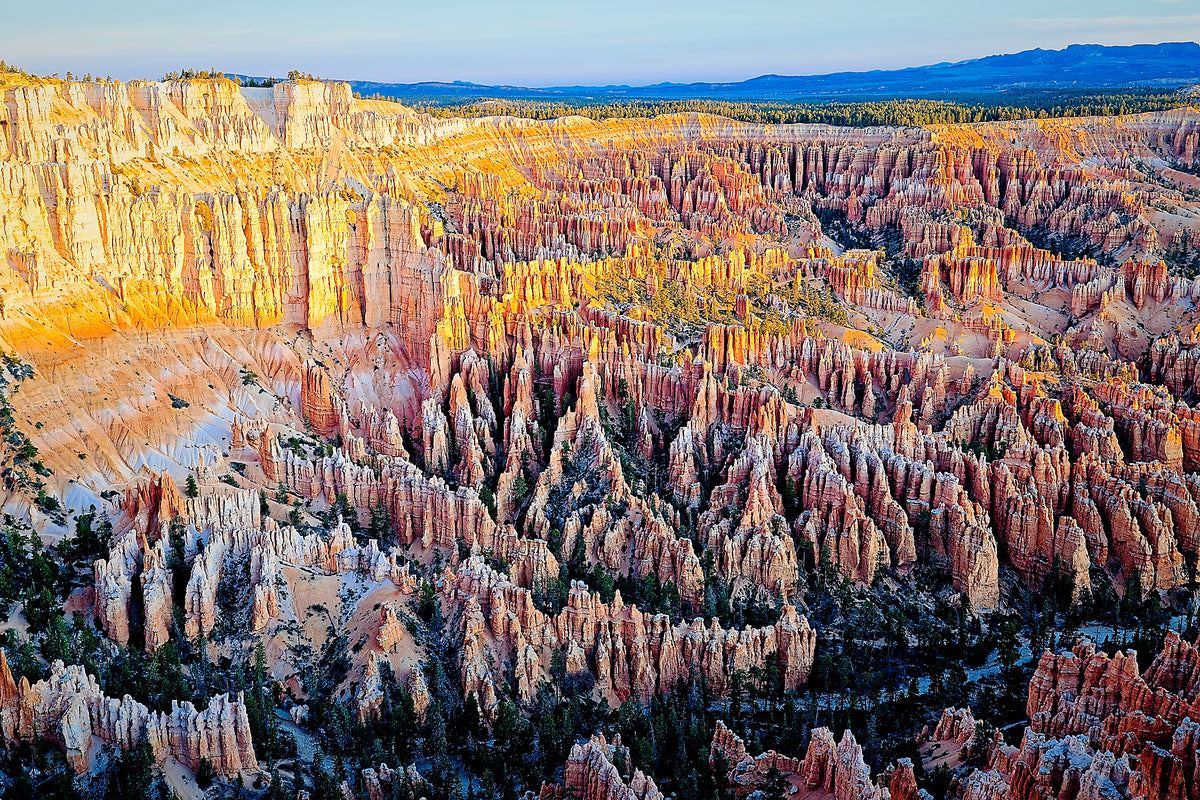Rows of hoodoo spires filling the Bryce Canyon amphitheater like a stone choir, golden hour light against a pale cliff wall