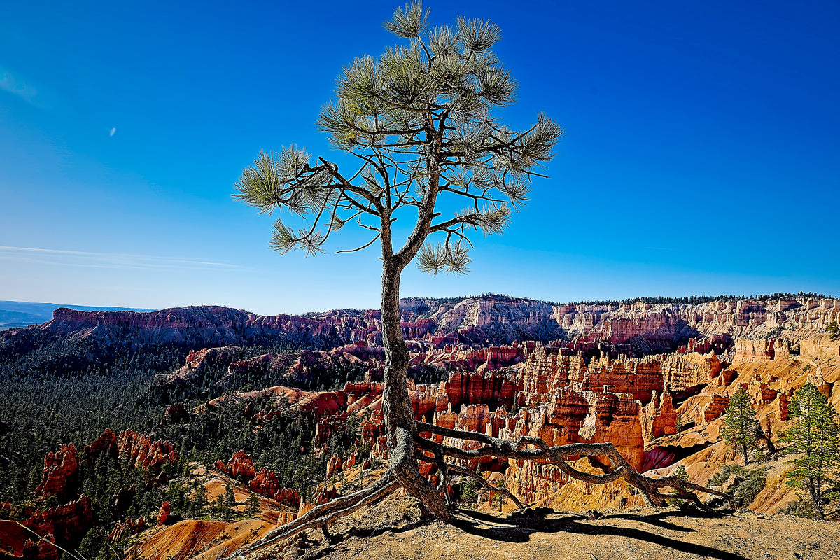 A lone pine tree with exposed roots standing at the rim above Bryce Canyon's orange hoodoos, deep blue sky overhead