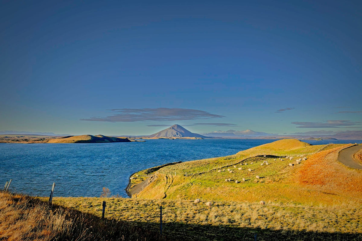 Sheep grazing on a grassy volcanic peninsula beside a still blue lake, a distant conical peak rising against a clear sky