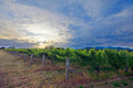 Rows of vineyard vines under a dramatic sunset sky, sunbeams breaking through clouds above distant mountains