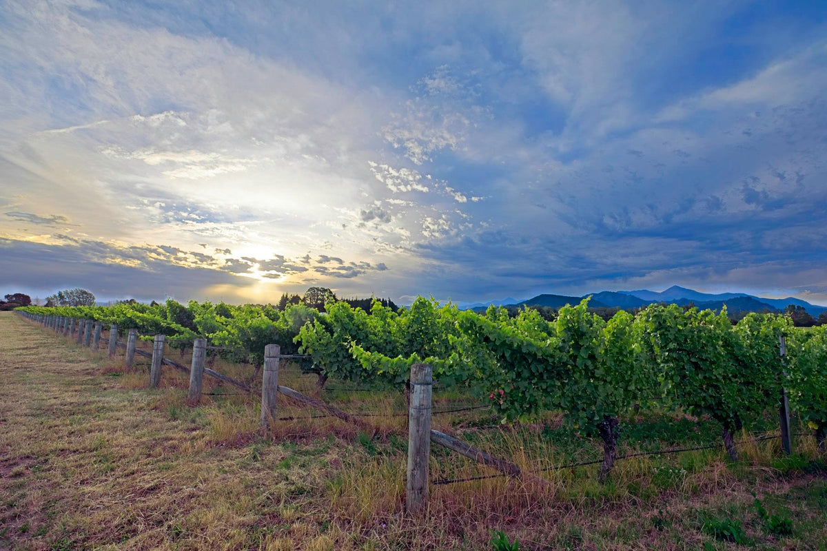 Rows of vineyard vines under a dramatic sunset sky, sunbeams breaking through clouds above distant mountains