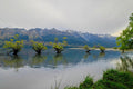 A row of budding willow trees standing in the shallow waters of a lake, snow-capped mountains rising behind under an overcast sky