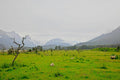 A bare skeletal tree standing sentinel over a green field of grazing sheep, mist-shrouded mountains beyond