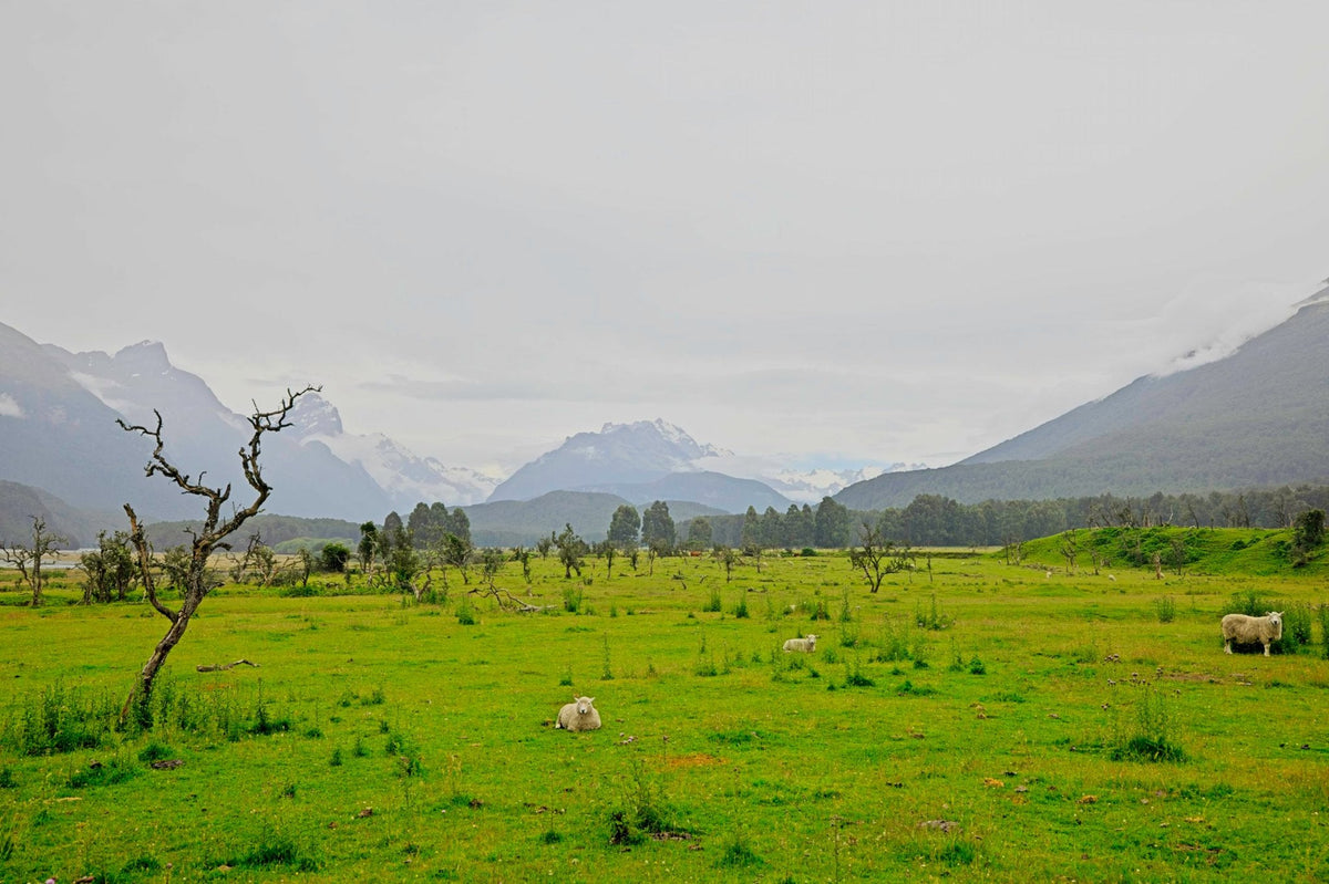 A bare skeletal tree standing sentinel over a green field of grazing sheep, mist-shrouded mountains beyond