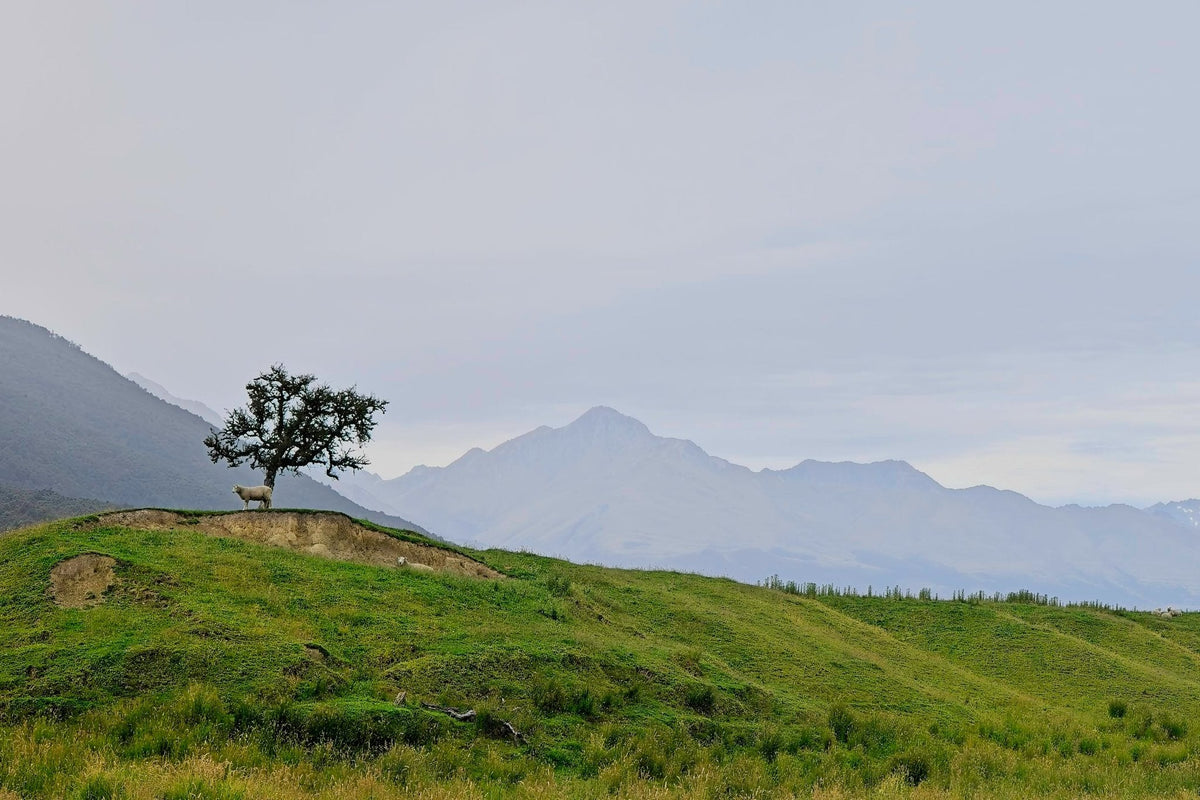 A single sheep standing beneath a lone windswept tree on a green hilltop, layered mountain ranges fading into the misty distance
