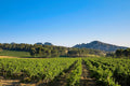 Rows of vines in full summer leaf running toward the limestone peaks of the Alpilles under a clear blue sky