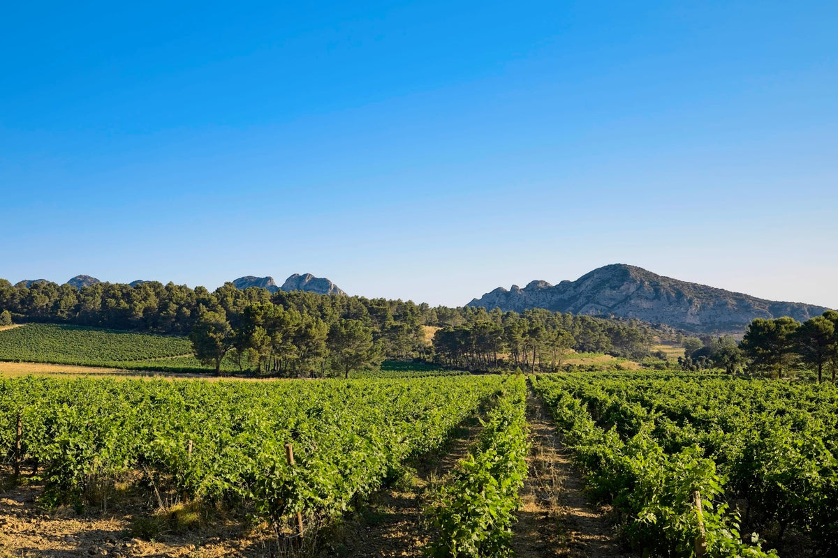 Rows of vines in full summer leaf running toward the limestone peaks of the Alpilles under a clear blue sky