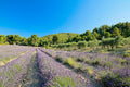 Rows of lavender in full bloom running toward an olive grove and a pine-covered hill under a clear blue sky