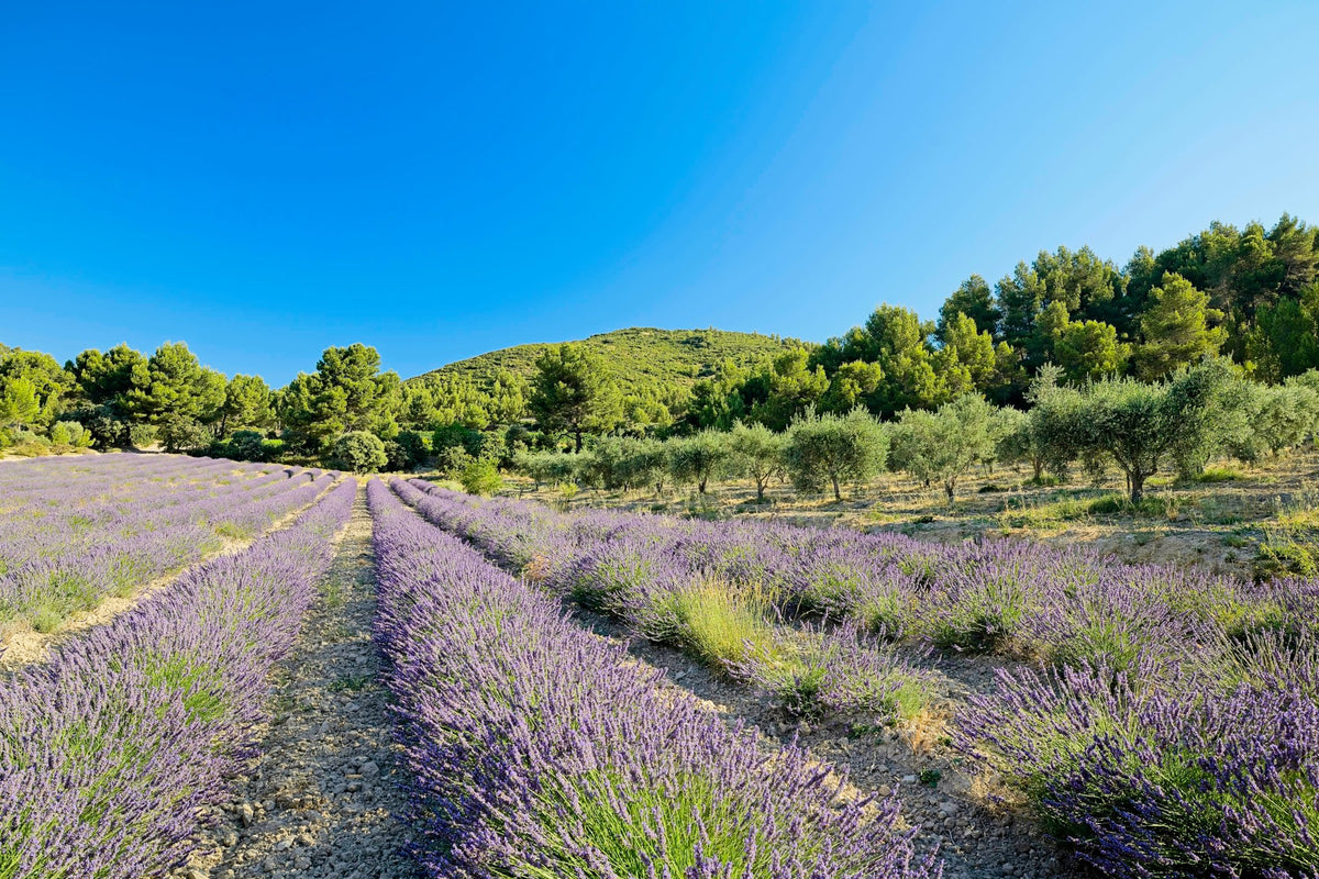 Rows of lavender in full bloom running toward an olive grove and a pine-covered hill under a clear blue sky