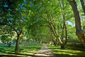 An allée of plane trees arching over a white gravel drive, with orange and red garden chairs on the lawn and an orchard beyond