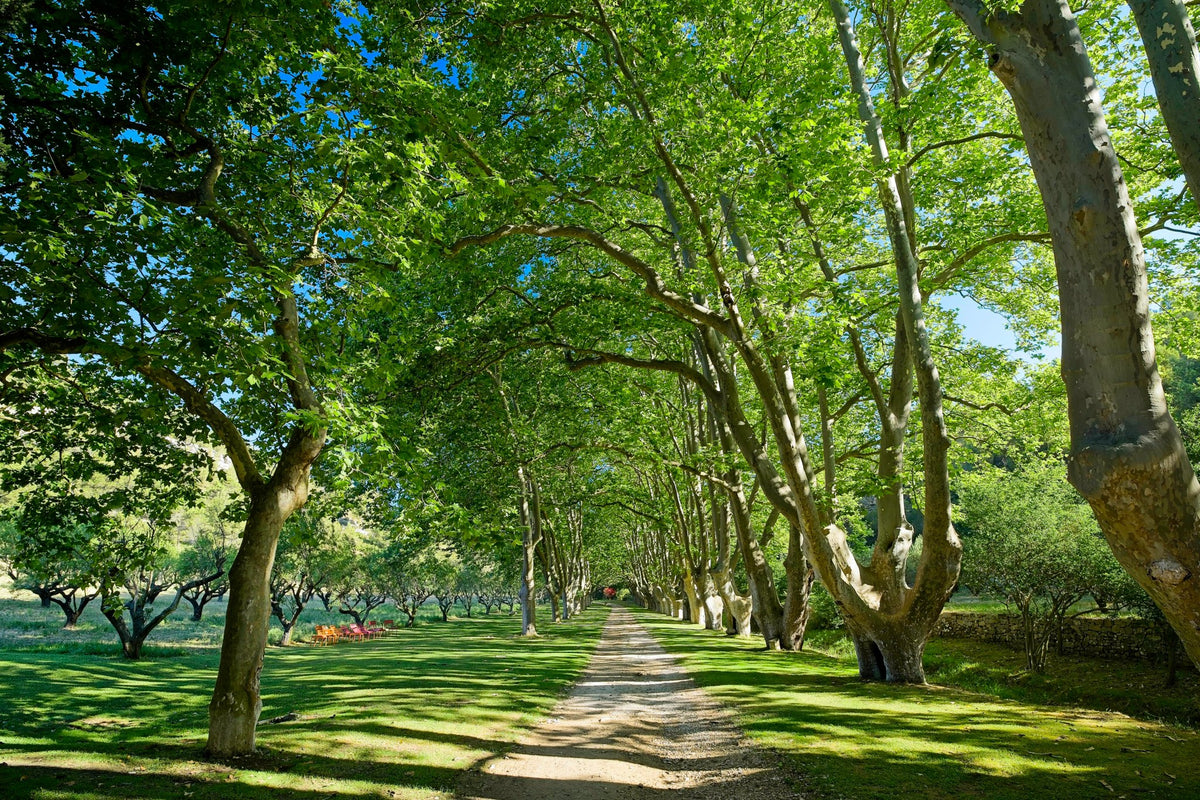 An allée of plane trees arching over a white gravel drive, with orange and red garden chairs on the lawn and an orchard beyond