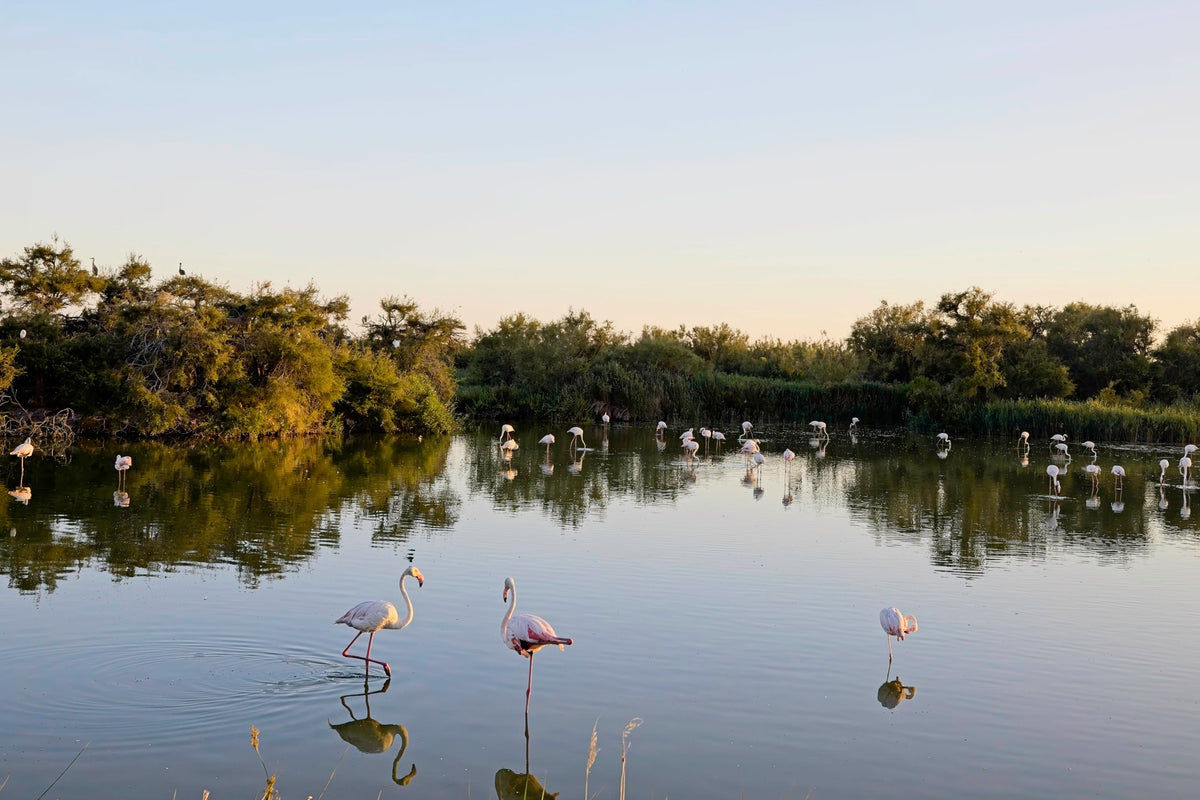 Greater flamingos standing in still lagoon water at last light in the Camargue, tamarisk and reed beds along the far bank, reflections unbroken