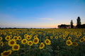 A field of sunflowers at dusk beneath a blue and peach sky, a line of poplars low on the horizon