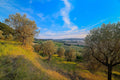 Olive trees on a tended Tuscan hillside at golden hour, with vineyard rows, a farm road and a hill town in the valley beyond