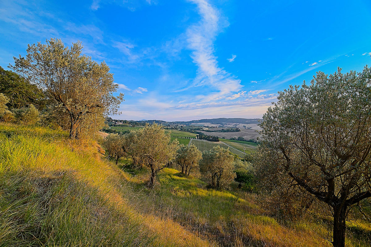 Olive trees on a tended Tuscan hillside at golden hour, with vineyard rows, a farm road and a hill town in the valley beyond