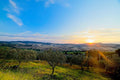 The sun on the horizon raking through an olive grove, the last light lying flat along the rows