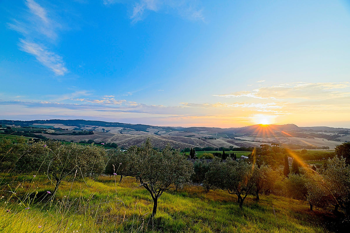 The sun on the horizon raking through an olive grove, the last light lying flat along the rows