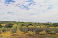 High summer cloud over an open olive grove near Montepulciano, with green cultivated fields running to the horizon