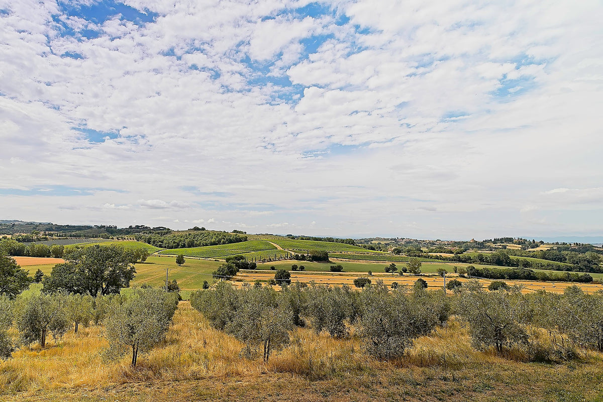 High summer cloud over an open olive grove near Montepulciano, with green cultivated fields running to the horizon