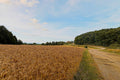 Ripe wheat standing against a white Tuscan farm road, with a dark treeline and distant hills beyond