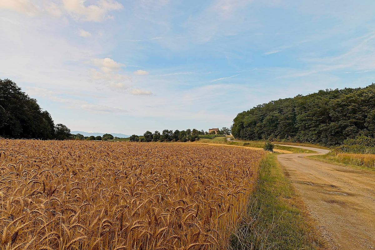 Ripe wheat standing against a white Tuscan farm road, with a dark treeline and distant hills beyond