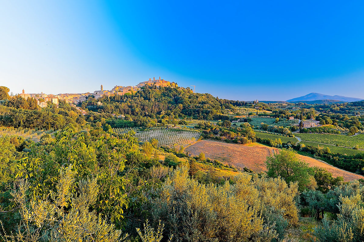 Montepulciano on its ridge against a deep blue sky, its tower above terraced slopes and vineyard rows