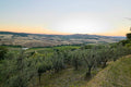 Late sun held in summer haze above pale rolling hills, olive trees dark in the near ground