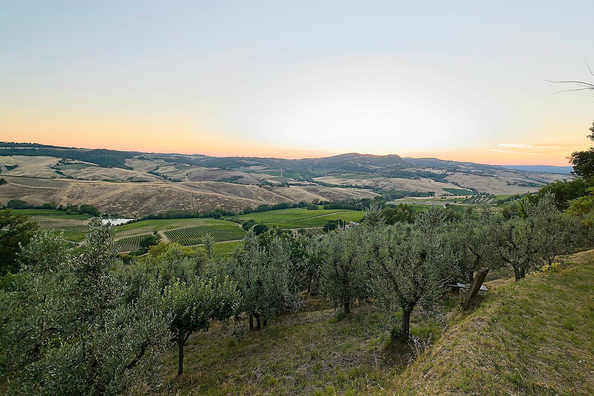 Late sun held in summer haze above pale rolling hills, olive trees dark in the near ground